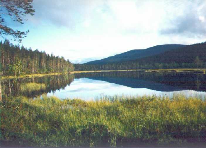 Arvaa mesta! Vastaus sivun alareunassa.