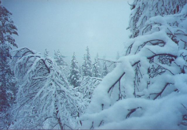 Kovin oli talvinen patikkaretki