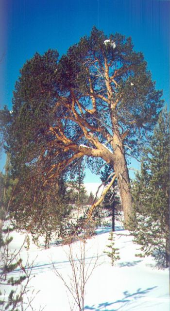 Komea m�nty ja komea taivas!