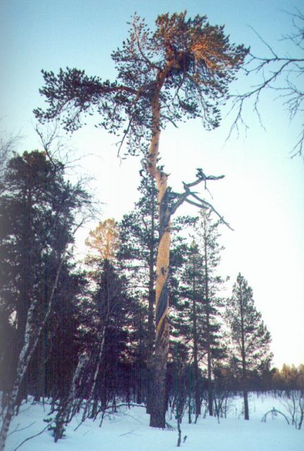 Aika v�nkyr� t�m�kin m�nty.